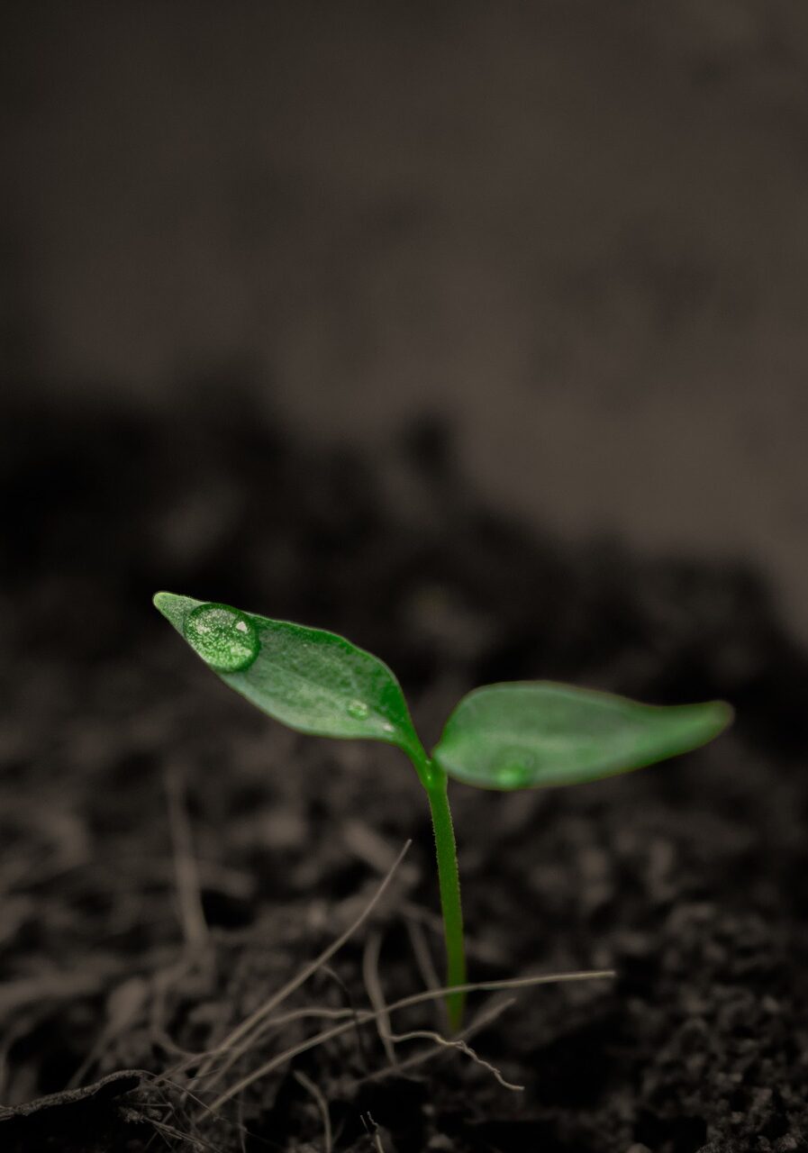 Sprouting seedling